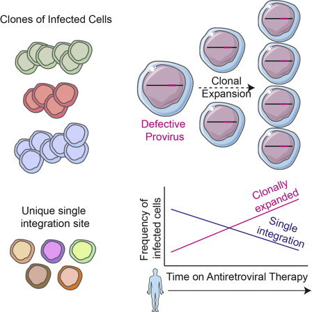 Cell：讓HIV插翅難逃