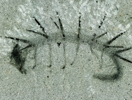 Nature：上古生物原來(lái)長(cháng)這樣