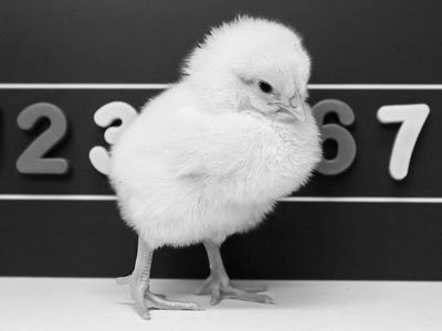 Science：小雞識數像人類(lèi)？